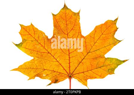 Herbstblatt auf weißem Hintergrund Stockfoto
