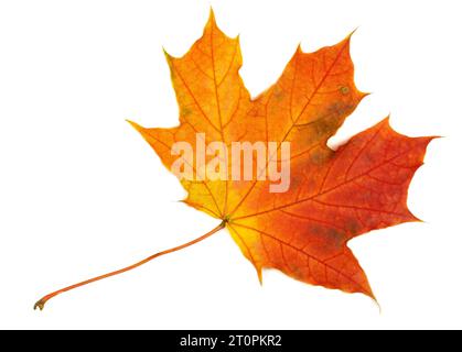 Herbstblatt auf weißem Hintergrund Stockfoto