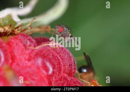 Tropische Früchte Fliegen Drosophila Diptera. Parasit Insektenschädling auf Obst und Gemüse Makro. Insekten auf einer Himbeere. Stockfoto