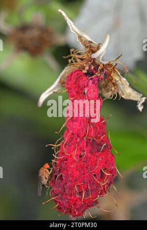 Tropische Früchte Fliegen Drosophila Diptera. Parasit Insektenschädling auf Obst und Gemüse Makro. Insekt auf einer faulen Himbeere. Stockfoto