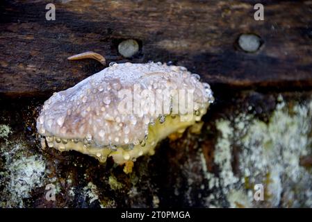 Pilze wachsen auf Bäumen im Willamette National Forest. Es tropft von Sahalie Waterfall Spray. Kleine Schnecke kriecht zu Pilzen. Stockfoto