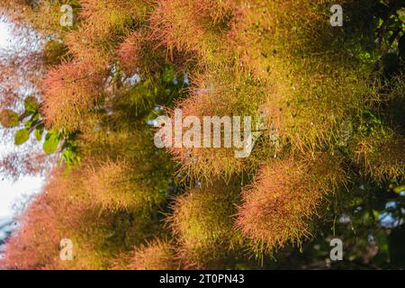 Cotinus Coggygria oder Rhus Cotinus Pflanze mit weichen rosa Blüten auf Sonnenstrahlen. Skumpiya bräunte blassrosa Blüte, Nahaufnahme. Banner. Europäischer räucherbloss Stockfoto