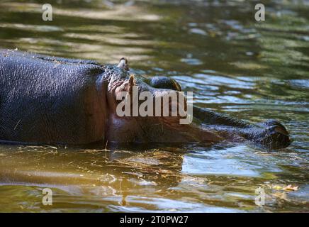 Ein erwachsener Nilpferd schwimmt an einem Herbsttag in einem Teich Stockfoto