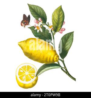 Zitronenfrüchte und Schmetterling. Botanische Illustration von Pierre-Joseph Redoute, königlicher botanischer Künstler für Königinnen und Kaiserinnen von Frankreich Stockfoto