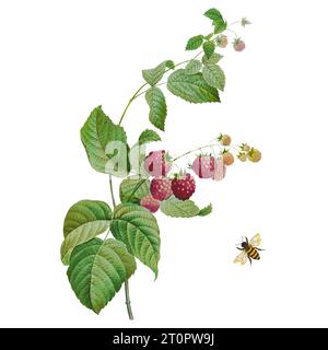 Himbeerfrüchte und Bienen. Botanische Illustration von Pierre-Joseph Redoute, königlicher botanischer Künstler für Königinnen und Kaiserinnen von Frankreich Stockfoto