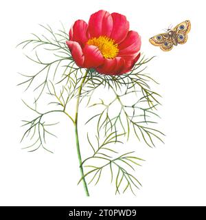 Botanische Illustration von Pierre-Joseph Redoute, dem königlichen botanischen Künstler der Königinnen und Kaiserinnen Frankreichs, den Spitznamen Raphael der Blumen Stockfoto