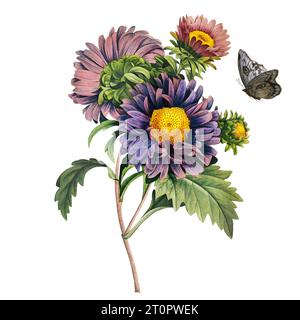 Aster (China Aster), botanische Illustration von Pierre-Joseph Redoute, dem königlichen botanischen Künstler der Königinnen und Kaiserinnen Frankreichs, den Spitznamen Raphael Stockfoto