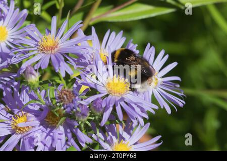 Phoretische Milben (Parasitellus Fucorum), die sich an eine Weißschwanzhummel (Bombus lucorum) halten, während sie Michaelmas Daisy Flowers fressen Stockfoto