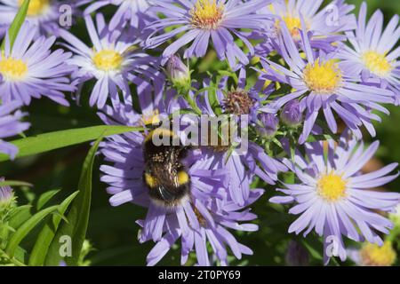 Eine Weißschwanzhummel (Bombus lucorum), die Michaelmas-Daisies mit phoretischen Milben (Parasitellus Fucorum) auf Nahrungssuche macht Stockfoto