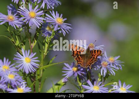 A Comma Butterfly (Polygonia C-Album) zeigt die Oberseite seines Wings Basking in Sunshine on a Michaelmas Daisy (Symphyotrichum Novi Belgii) Stockfoto