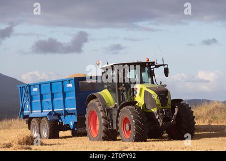 Ein Claas-Traktor, der einen Anhänger mit Gerste über ein Stoppelfeld zieht, während er am späten Nachmittag bei Sonnenschein die Gerste erntet Stockfoto