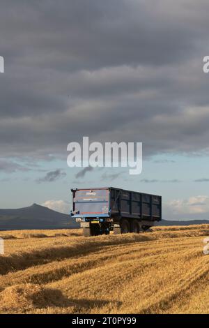 Ein Blue Grain Trailer zwischen Strohreihen in einem Stoppelfeld in der frühen Abendsonne mit Bennachie (Aberdeenshire) in der Ferne Stockfoto