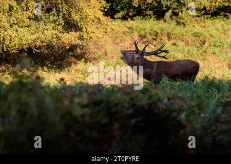 Richmond Park, London, Großbritannien. Oktober 2023. Rothirsch (Cervus elaphu), der zu Beginn der Brunstsaison zwischen den Bracken im Richmond Park brüllt. Foto: Amanda Rose/Alamy Live News Stockfoto