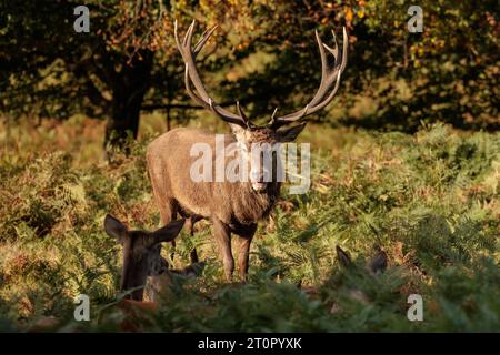 Richmond Park, London, Großbritannien. Oktober 2023. Rothirsch (Cervus elaphu) scheint zu Beginn der Bruntsaison mehrere Rehe zu lächeln, die sich zwischen den Bracken im Richmond Park ruhen. Foto: Amanda Rose/Alamy Live News Stockfoto