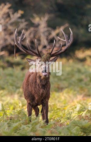 Richmond Park, London, Großbritannien. Oktober 2023. Rothirsch (Cervus elaphu) im Richmond Park schmückt sein Geweih mit Gras und Farnen, um den Weibchen zu Beginn der Bruntsaison eindrucksvoller zu erscheinen. Foto: Amanda Rose/Alamy Live News Stockfoto