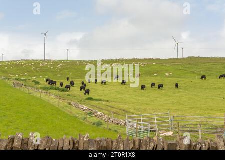 Viele schwarze Kühe grasen auf einer Wiese vor modernen Windturbinen in Kirkwall, Schottland, Weitwinkelaufnahme Stockfoto