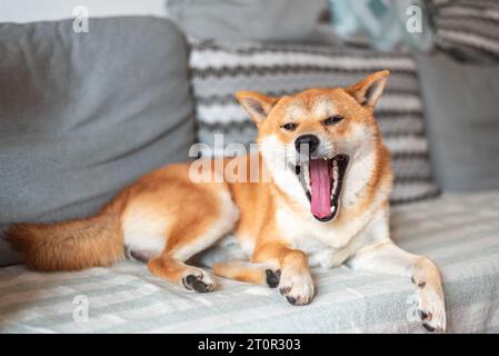 Shiba-inu-Hund liegt auf dem Sofa und gähnt Stockfoto