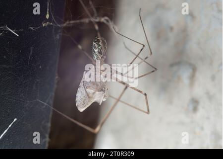 Makrospinne im Netz an der gelben Wand frisst Beute Stockfoto