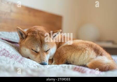 Der süße Shiba-inu-Hund schläft auf dem Bett im Schlafzimmer Stockfoto