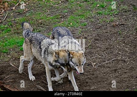 Wolf Pack genießt Spielzeit Stockfoto