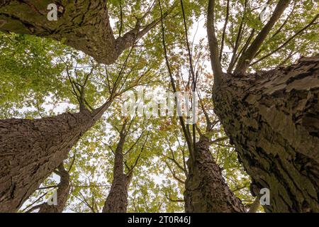 Baumkronen mit Herbstlaub von unten gesehen Stockfoto