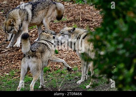 Wolf Pack genießt Spielzeit Stockfoto