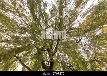 Baumkronen mit Herbstlaub von unten gesehen Stockfoto