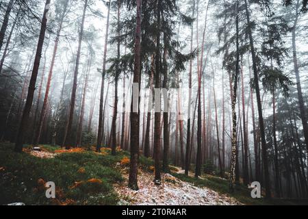 Spätherbst im Wald mit etwas Schnee. Kaltes Wetter. Ein Weg zwischen hohen Bäumen. Prachovske Skaly, Tschechische republik Stockfoto