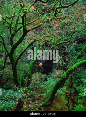 Im Herbst hängt ein einsames Ahornblatt an einem moosbedeckten Baum in einem dichten Wald. Stockfoto