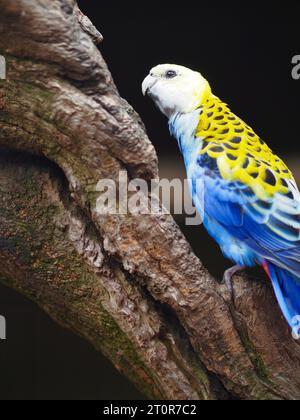 Bezaubernde, herrliche Rosella mit blassem Kopf und strahlendem Gefieder. Stockfoto