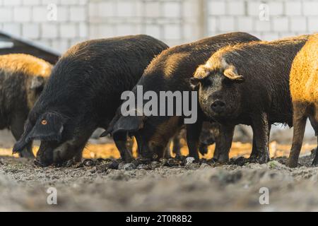 Gruppe von Mangalica-Schweinen, die draußen auf einem Bio-Bauernhof essen. Hochwertige Fotos Stockfoto