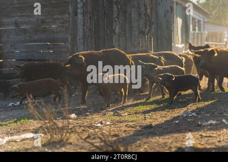 Gruppe von Mangalica-Schweinen und Ferkeln, die frei auf Bauernhof in der Sonne laufen. Hochwertige Fotos Stockfoto