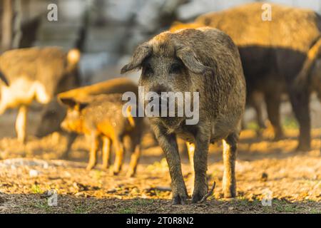 Mangalica-Schwein mit anderen Schweinen im Hintergrund im Freien auf einem ökologischen Landwirtschaftsbetrieb. Hochwertige Fotos Stockfoto