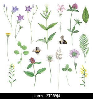 Große Sammlung von Aquarellwiesen-Pflanzen. Vektor realistische Illustration im Vintage-Stil Stock Vektor