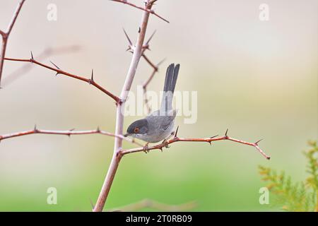 Sardischer Waldsänger (Sylvia melanocephala) Stockfoto