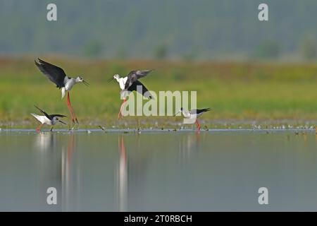 Eine Gruppe von schwarzgeflügelten Stelzen (Himantopus himantopus) im See. Reflexion und grüner Hintergrund. Uber das Balzverhalten von Vögeln Stockfoto