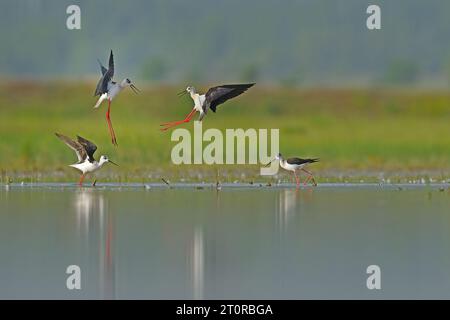 Eine Gruppe von schwarzgeflügelten Stelzen (Himantopus himantopus) im See. Reflexion und grüner Hintergrund. Uber das Balzverhalten von Vögeln Stockfoto