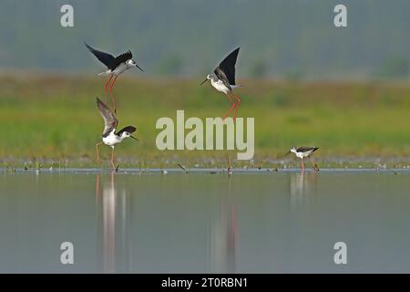 Eine Gruppe von schwarzgeflügelten Stelzen (Himantopus himantopus) im See. Reflexion und grüner Hintergrund. Uber das Balzverhalten von Vögeln Stockfoto