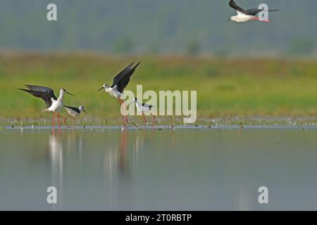 Eine Gruppe von schwarzgeflügelten Stelzen (Himantopus himantopus) im See. Reflexion und grüner Hintergrund. Uber das Balzverhalten von Vögeln Stockfoto