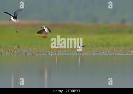 Eine Gruppe von schwarzgeflügelten Stelzen (Himantopus himantopus) im See. Reflexion und grüner Hintergrund. Uber das Balzverhalten von Vögeln Stockfoto