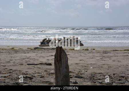 Felsen auf Driftwood am Strand in Westport Washington ausgeglichen Stockfoto