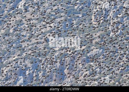 Eine große Schar von Sturnus vulgaris, auch bekannt als Europäische Starlinge, im Flug gegen den Himmel. Stockfoto