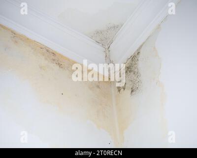 Leck an weißer Decke. Die Kanalleitungen sind defekt. Das Konzept der undichten Rohre im Haus. Die Nachbarn haben eine defekte Toilette. Das Problem des öffentlichen Wohnungsbaus. Co Stockfoto