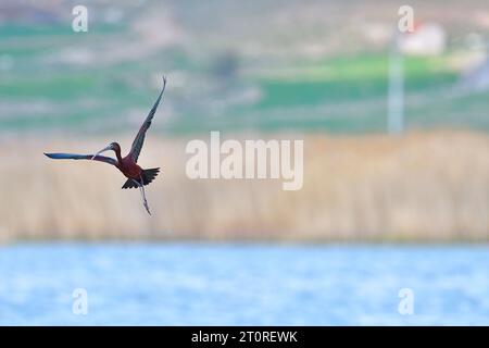 Hochglanz-Ibis fliegen über den See. Das Bright ibis ist eine Vogelart der ibis Familie (Threskiornithidae). Stockfoto