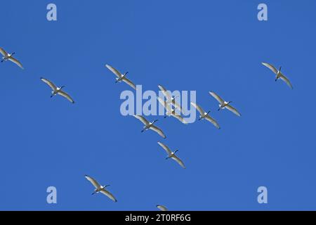 Eine Gruppe Eurasischer Löffelschnabel (Platalea leucorodia) im Flug in einem natürlichen Gebiet. Blauer Himmel. Stockfoto