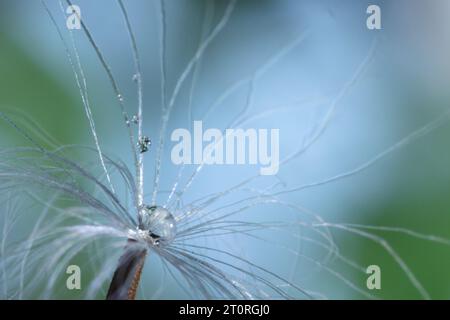 Samen der Löwenzahnblüte mit Wassertropfen auf verschwommenem Hintergrund, Makrofoto Stockfoto