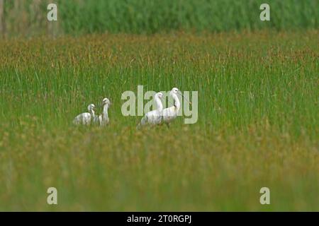 Eine Gruppe von eurasischen Löffeln (Platalea leucorodia) in Gräsern in einem Naturgebiet. Stockfoto