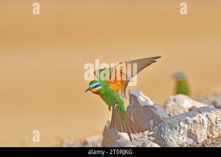 Blauwandiger Bienenfresser sitzt auf einem Felsen. Merops persicus Stockfoto