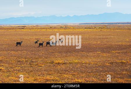 Rentier in Norwegen im Sommer Stockfoto