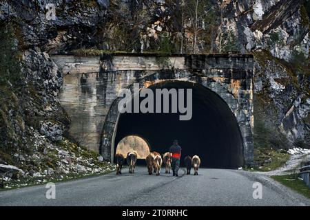 Ein Hirte führt eine Kuhherde durch einen Tunnel in den Bergen. Stockfoto